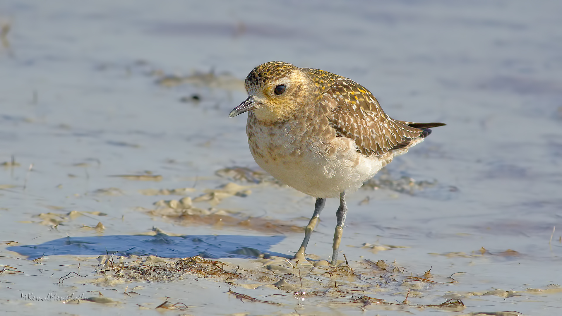 Pacific Golden-Plover